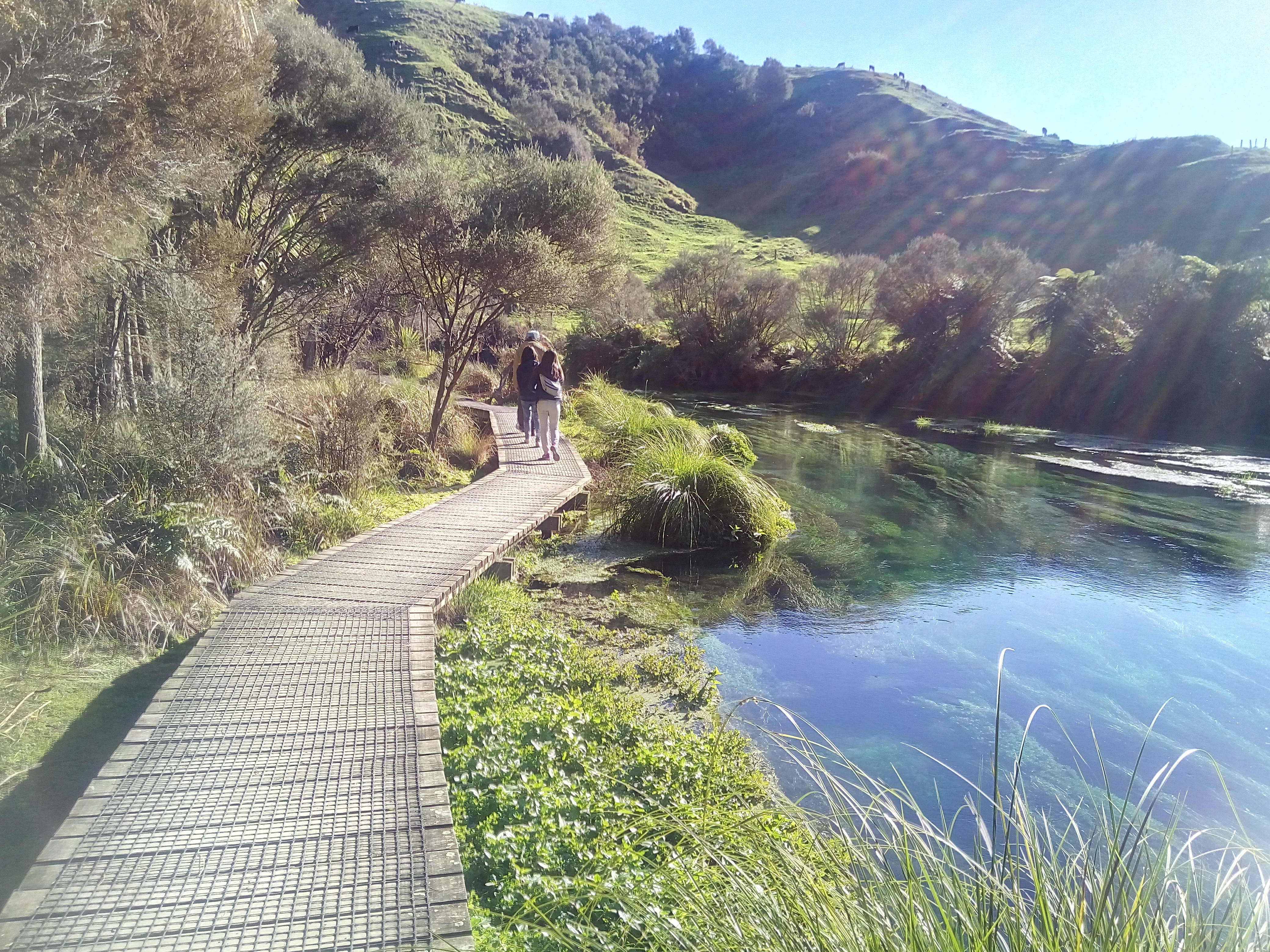 Clear water and boardwalk at Te Waihou Blue Spring near Putāruru