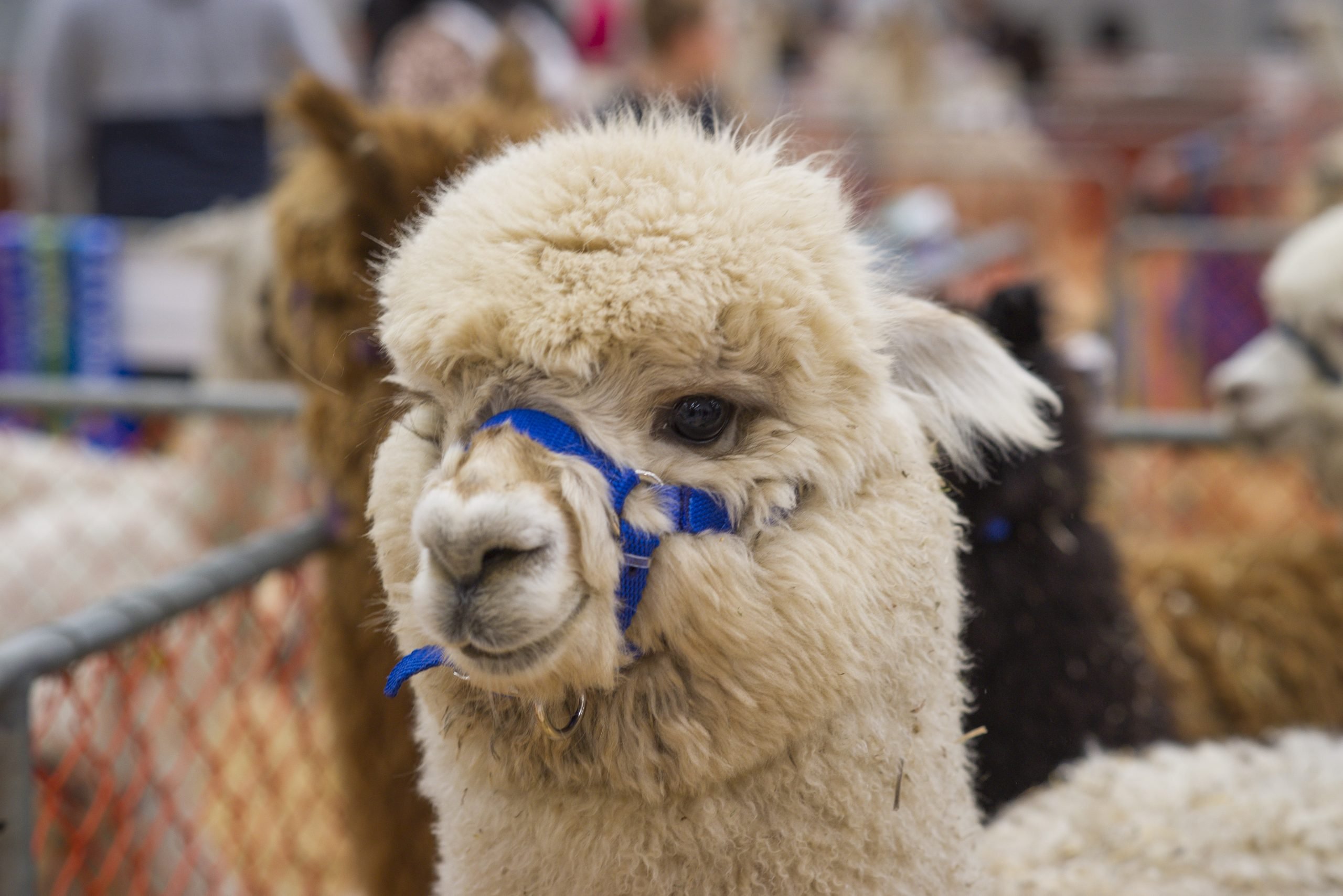 Spot the Alpaca!